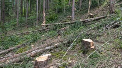 Forstarbeiter in Stanz im Mürztal schwer verletzt – Sturz vermutet