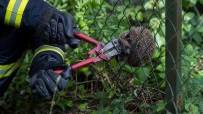 Feuerwehrmann in Uniform schneidet mit rotem Bolzenschneider Igel aus grünem Zaun
