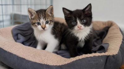 Katzenbabys aus Müllcontainer in Ostermiething gerettet