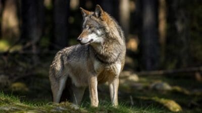 Ein Wolf steht auf moosigem Boden in einem sonnigen Wald.