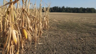 Land&Forst begrüßt Dürrepaket der Bundesregierung