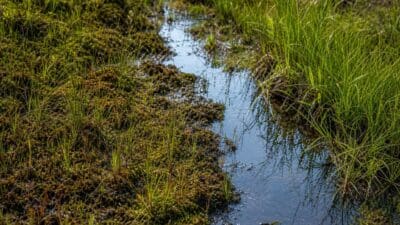 Ein schmaler Wasserlauf fließt durch moosbewachsenes Moor mit grünen Gräsern.