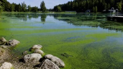 Grüne Algen bedecken die Wasseroberfläche eines Sees mit Steinen am Ufer und einem Holzsteg.