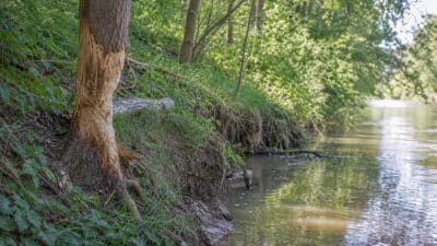 Baumstamm mit abgenagter Rinde am Ufer eines Flusses