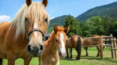 Ausgewachsenes braunes Pferd mit weißer Mähne neben einem Fohlen auf einer Weide vor Bergen