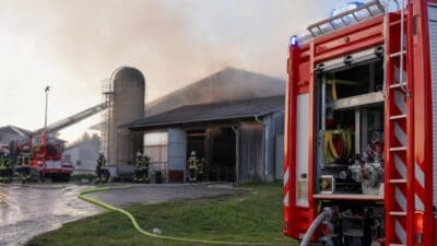 Stallbrand Ritzendorf: 110 Rinder gerettet, zwei Personen leicht verletzt