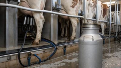 Steiermark zahlt Milchinfrastrukturbeitrag wieder aus