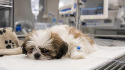Tierschutz Austria übernimmt Sukis Behandlung