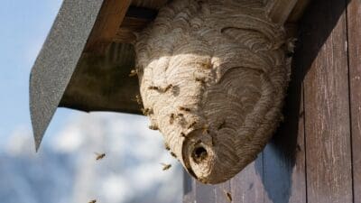 Großes Wespennest mit vielen Wespen an einem Holzgebäude unter einem Dach