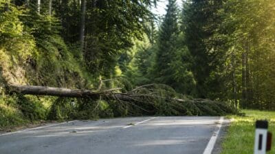 Ein umgestürzter Baum liegt quer über einer asphaltierten Straße in einem dichten Wald.
