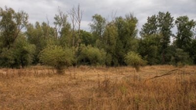 Untere Lobau in Wien leidet unter extremer Trockenheit