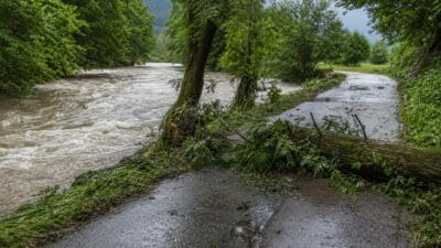 Umgestürzter Baum mit Wurzeln liegt auf nassem Weg neben braunem reißendem Fluss im Wald