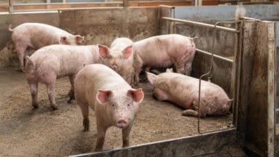 Mehrere Schweine stehen und liegen in einem schmutzigen Stall mit Metallgittern.