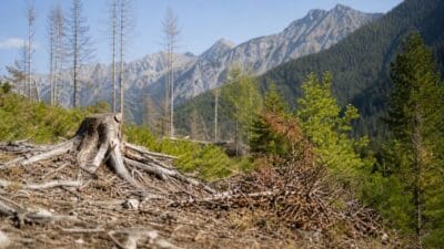Baumstumpf mit freiliegenden Wurzeln in einem Bergwald mit toten und grünen Bäumen