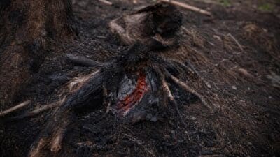 Glühende rote Glut in verkohlten Baumwurzeln auf dem Waldboden neben einem Baumstamm.