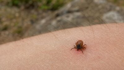 Zecken sind in Tirol auch im September aktiv