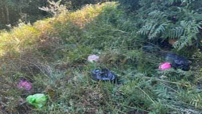 Dunkle und farbige Müllsäcke liegen zwischen dichtem Bewuchs am Waldrand.