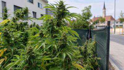 40 Cannabispflanzen im Bezirk Neusiedl am See sichergestellt