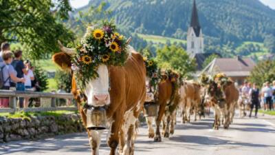 Almabtrieb in Reith im Alpbachtal geht in die zweite Runde