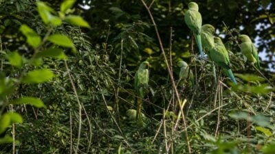 Ausgesetzte Papageien in Schlatt – Ermittlungen laufen
