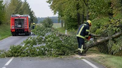 Bezirk Zwettl: Umgestürzter Baum blockiert L56 zwischen Allentsteig und Winkl