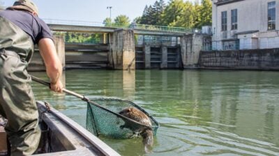 Biber aus Kraftwerksbecken in Gschwandt gerettet