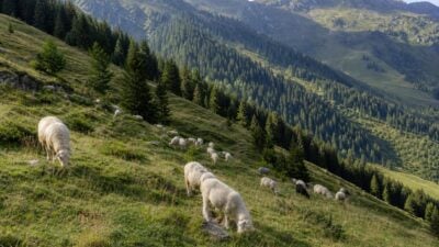 BOKU modelliert Wolfslebensräume und Rissrisiken