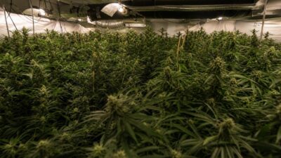 Cannabis-Plantage im Bezirk Braunau sichergestellt