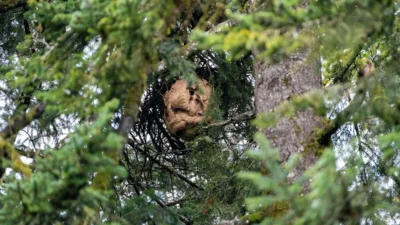 Asiatische Hornisse: Sekundärnest in Kössen entfernt