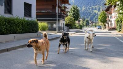 Drei Hunde greifen Landwirt in Hochfilzen an
