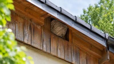 Feuerwehr entfernt Hornissen am Kindergarten in Hörmsdorf