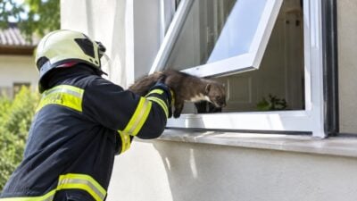Feuerwehr Purkersdorf befreit Marder
