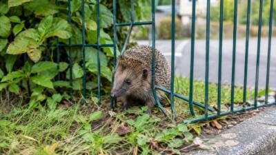 Feuerwehr Villach befreit Igel aus Gartenzaun in Möltschach