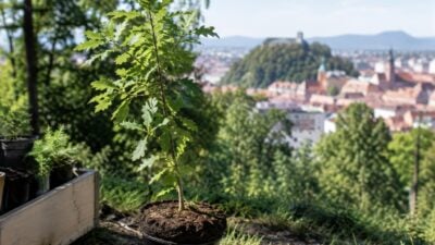 Graz schenkt Neugeborenen einen Baum