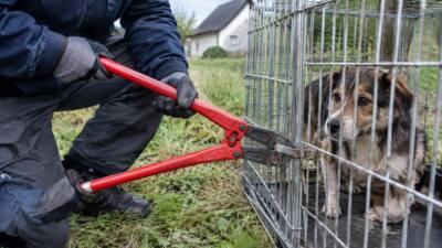 Hund am Hainbach mit Bolzenzange befreit