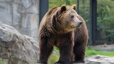 Innsbrucker Alpenzoo lässt Braunbärin Martina einschläfern