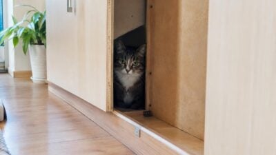 Katze aus Einbauschrank in Reutte befreit