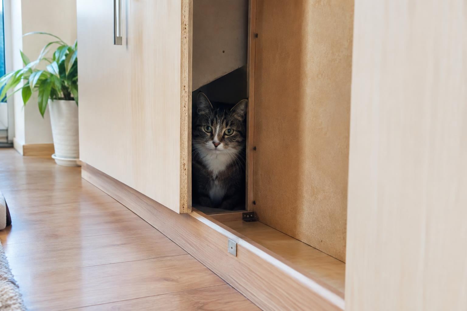 Katze aus Einbauschrank in Reutte befreit