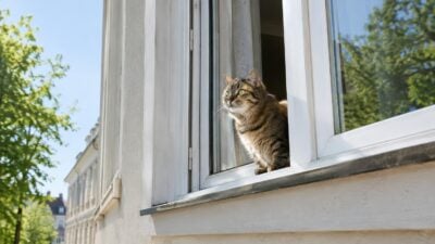 Katze in Laxenburg aus gekipptem Fenster befreit