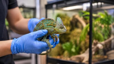 Kontrolle in Burgenländer Druckerei führt zu Fund von 55 Reptilien