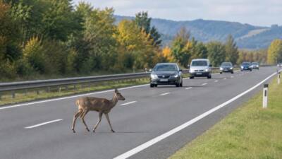 Lkw-Lenker mit über drei Promille auf A2 bei Gössendorf gestoppt