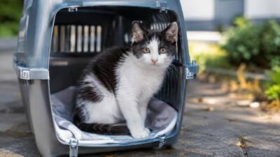 Pfotenhilfe sucht Halter eines Katers in Mauerkirchen