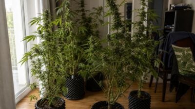 Polizei stellt 30 Cannabispflanzen in Wien sicher