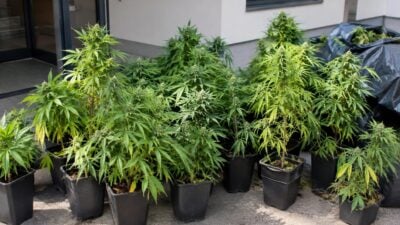 Polizei trifft 57-Jährigen bei Cannabisernte in Jenbach an