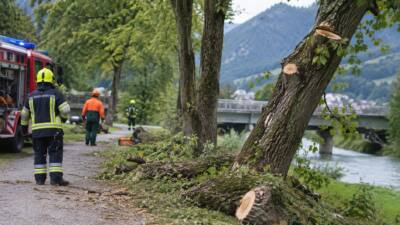 Radstadt: Feuerwehr fällt drei angeschnittene Bäume am Ennsradweg