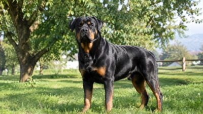 Rottweiler verletzt 54-Jährige in Wies lebensgefährlich