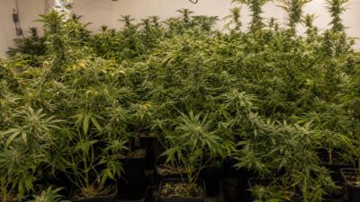 Sechs Cannabispflanzen im Bezirk Neusiedl am See sichergestellt