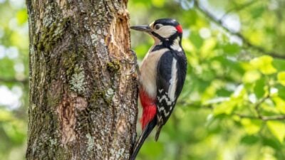 Specht im Bezirk Ried wohl von anderem Tier getötet