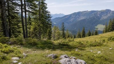 Tirol startet INTERREG-Projekt für Zitronenzeisig