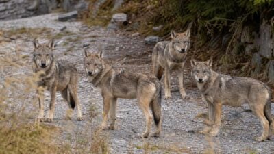 Vier junge Wölfe in Fiss fotografisch dokumentiert